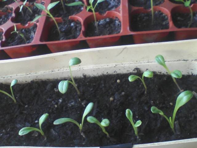 Dahlia Seedlings April 13th